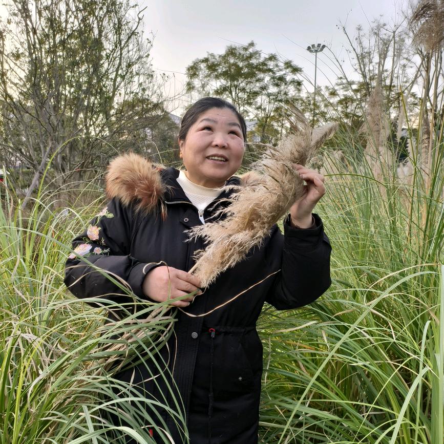 龙桃凤