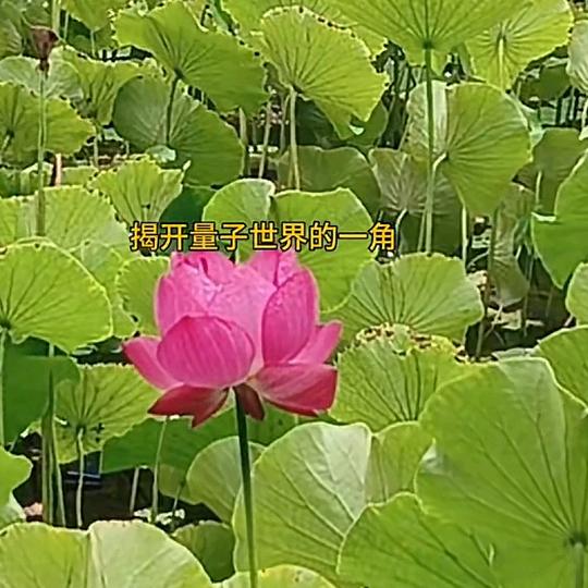 🇨🇳有缘回家（悟回家）珍惜当下