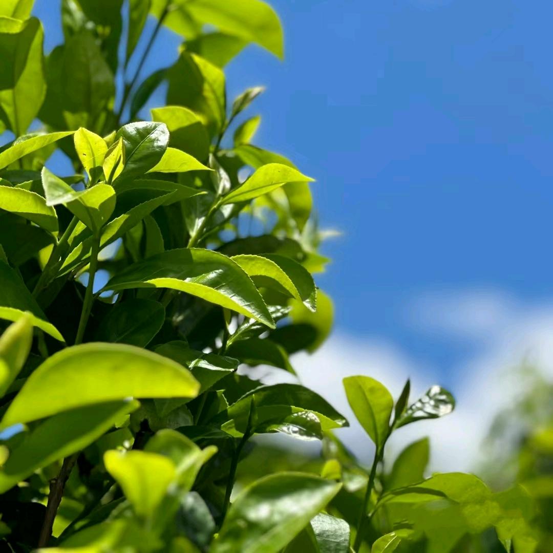 腾丛茶业