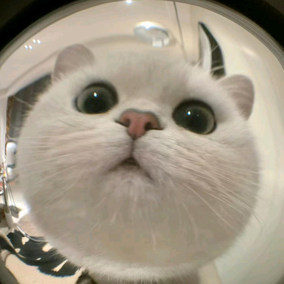 蒣茈尐