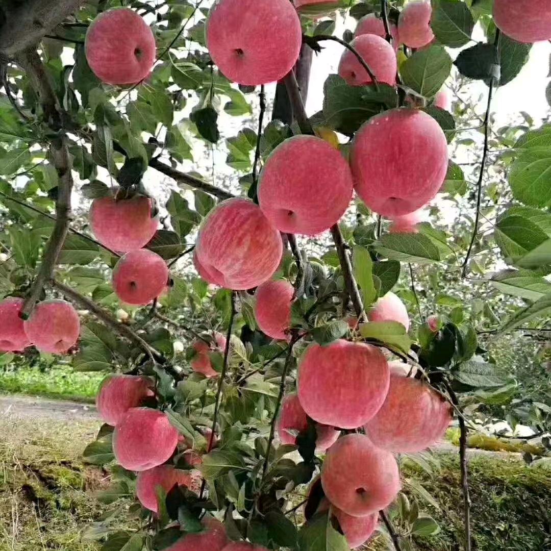 苹果之乡