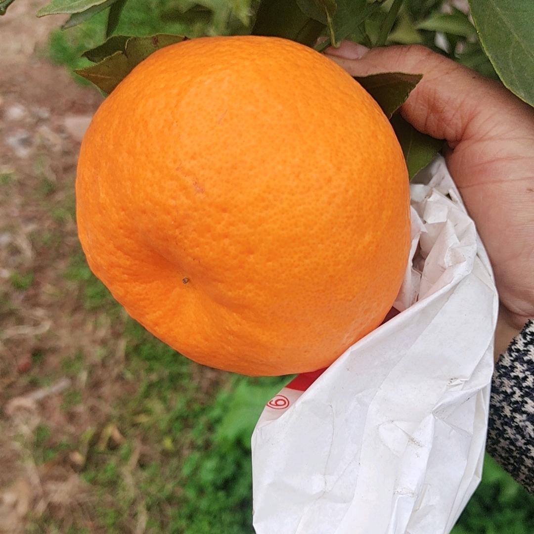 果蔬啊虎！
