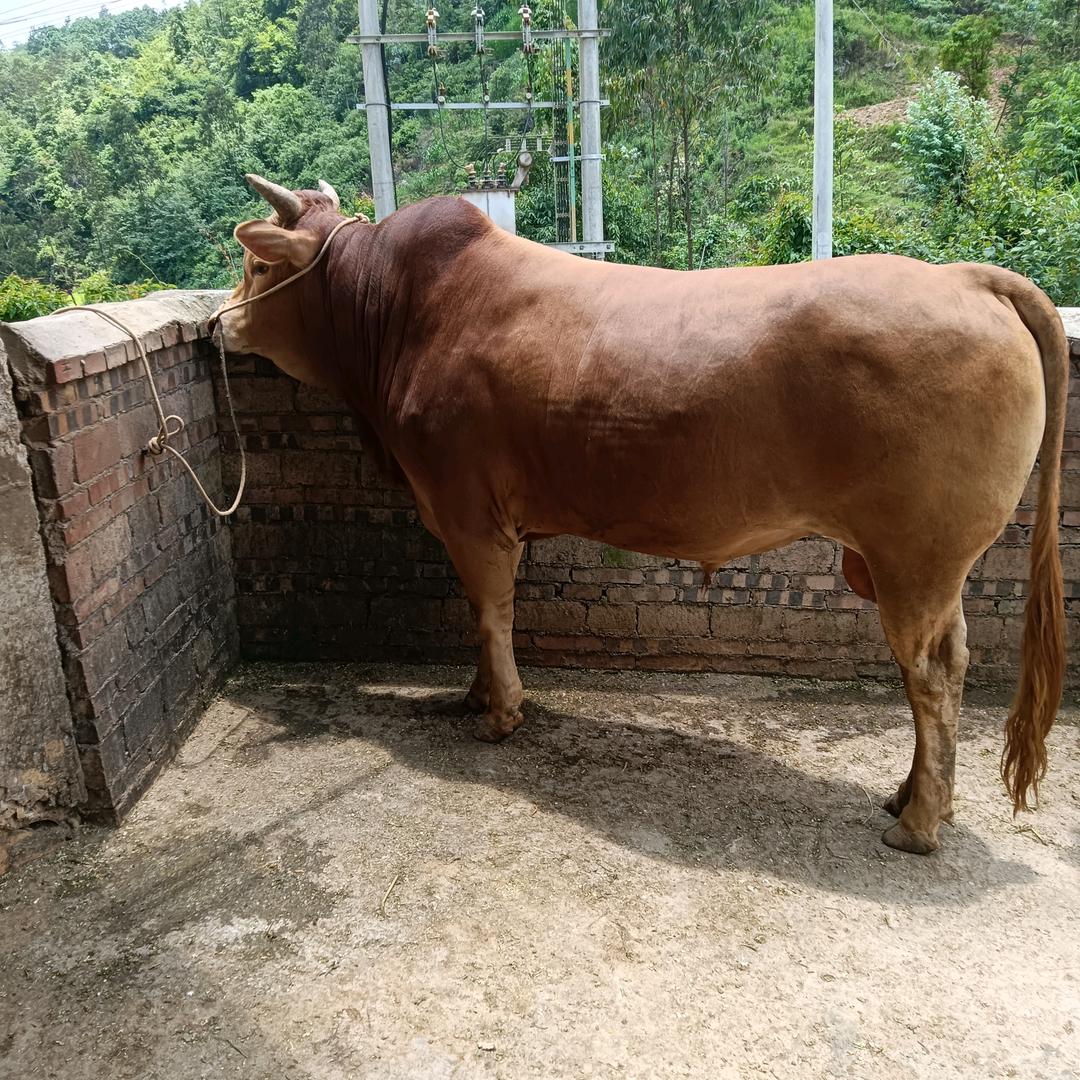 小邓