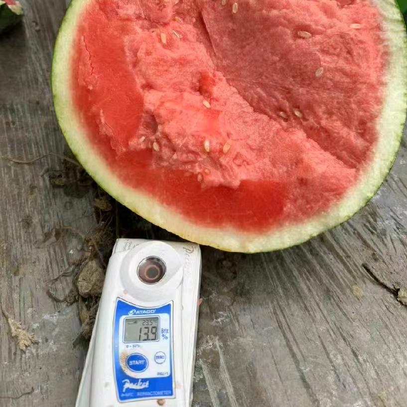 收西瓜的小杨（专注于美都麒麟瓜）