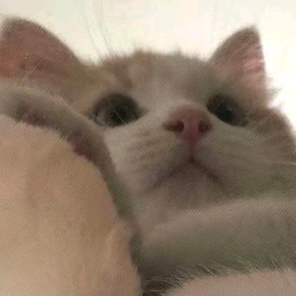 夢唯