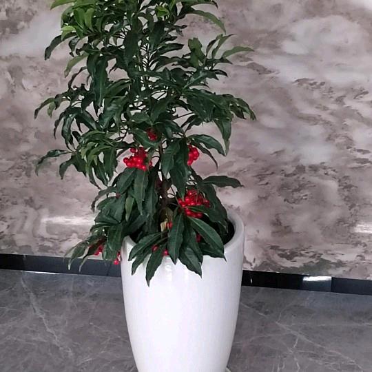 步步惊心