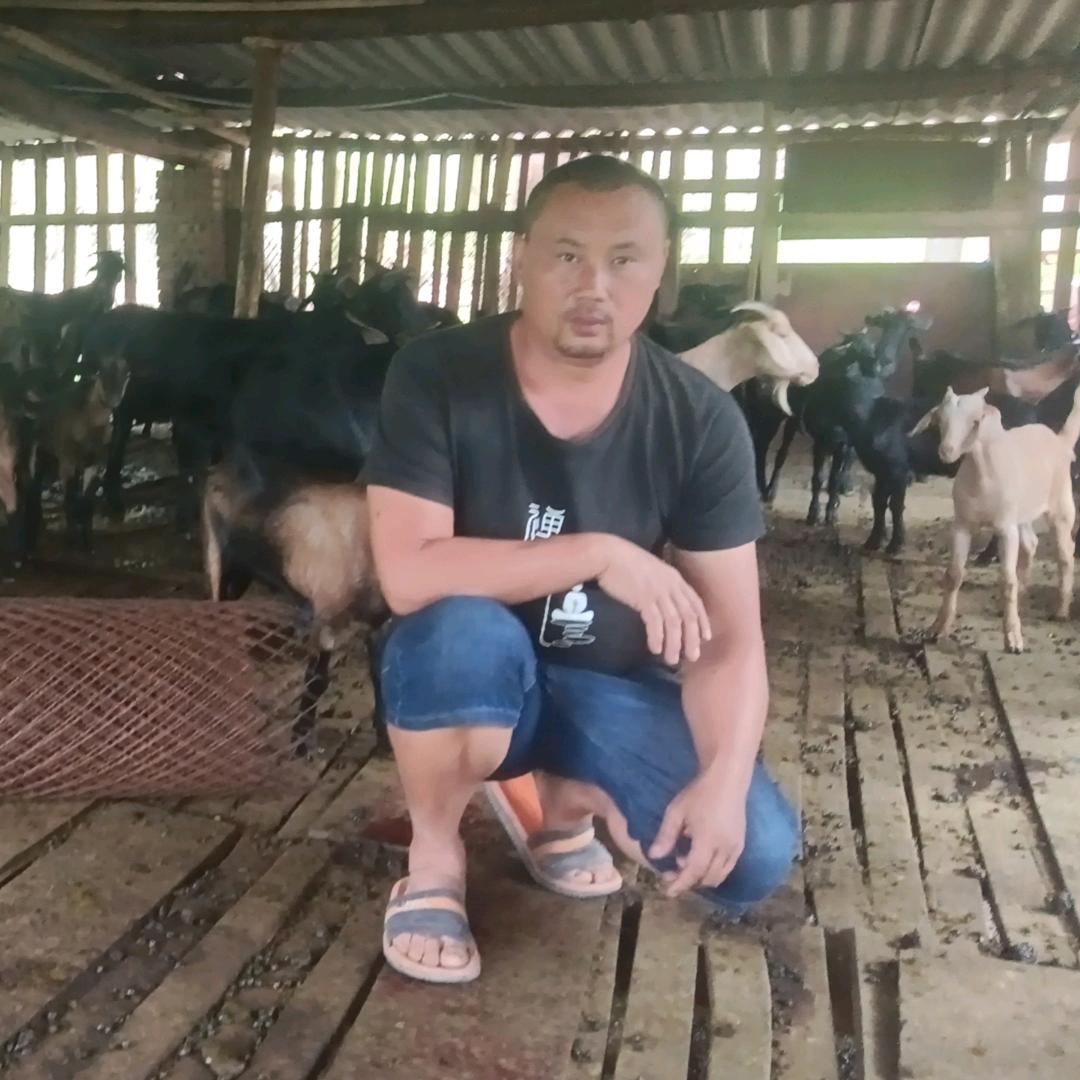 放养羊要的可以联系