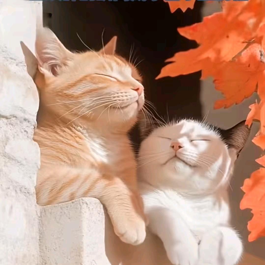 云朵（拒绝私聊）