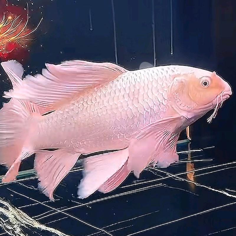 嘟噜噜