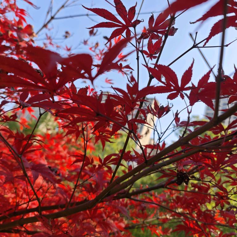 苦酒折柳今相离