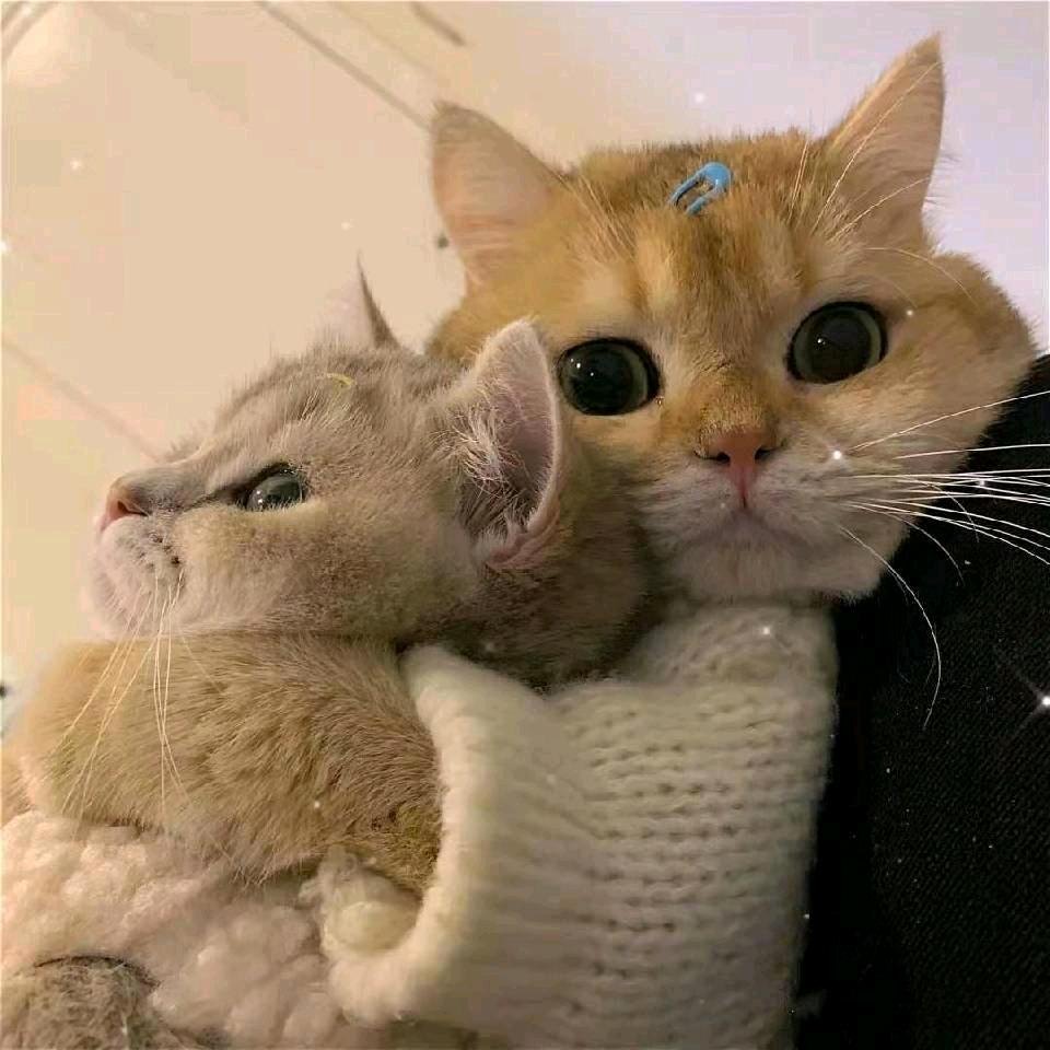 凉白开👨‍🍳🌈