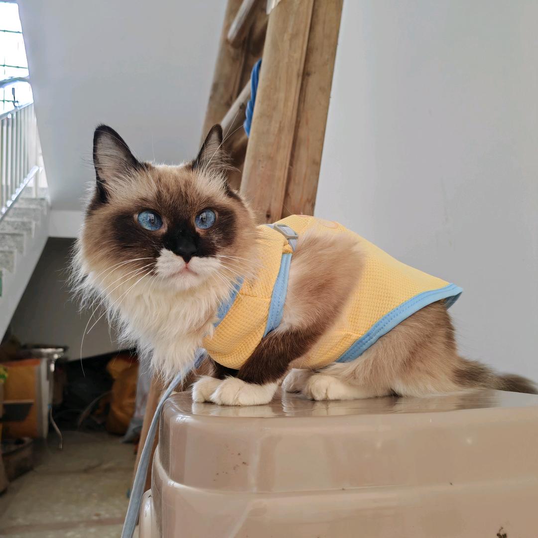 *༺原来是～晴天༻*