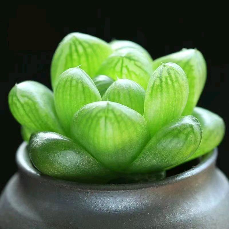 棉袄