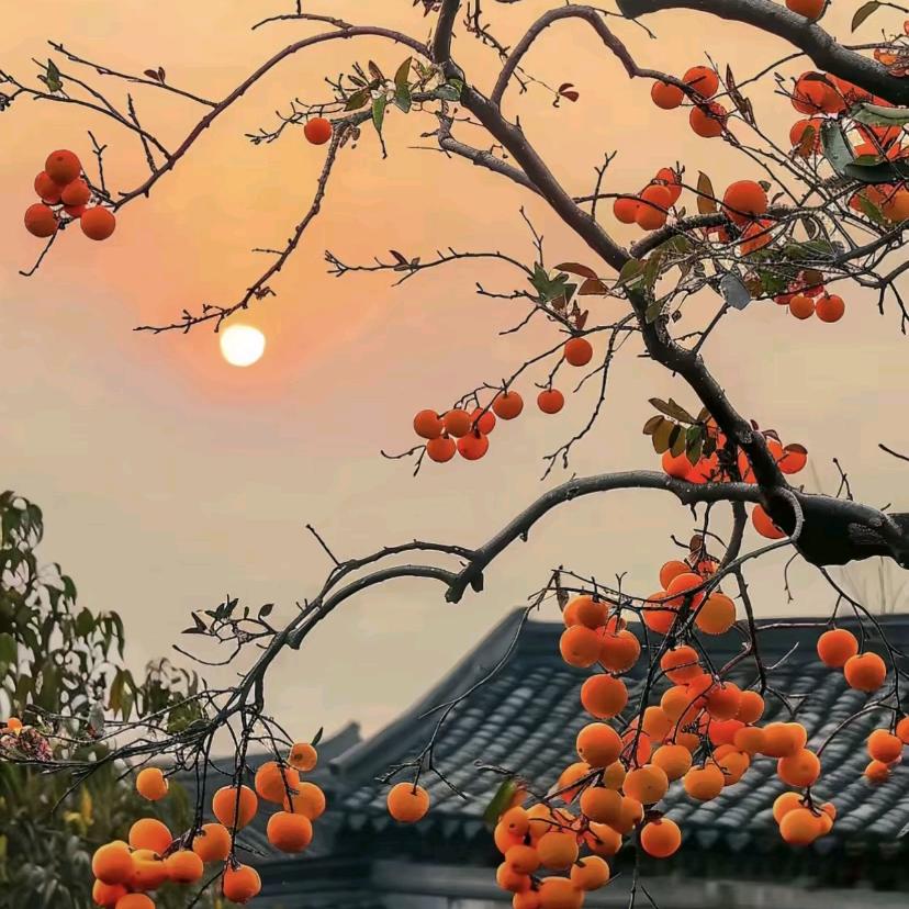周三梁三（拒私聊）