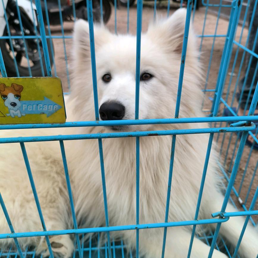 欢少