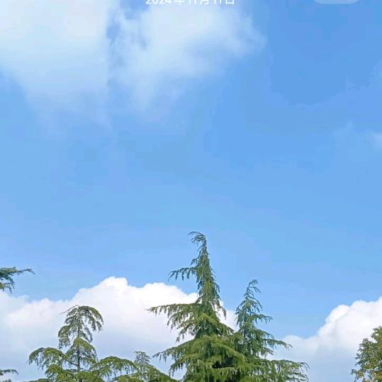 杨家大小姐