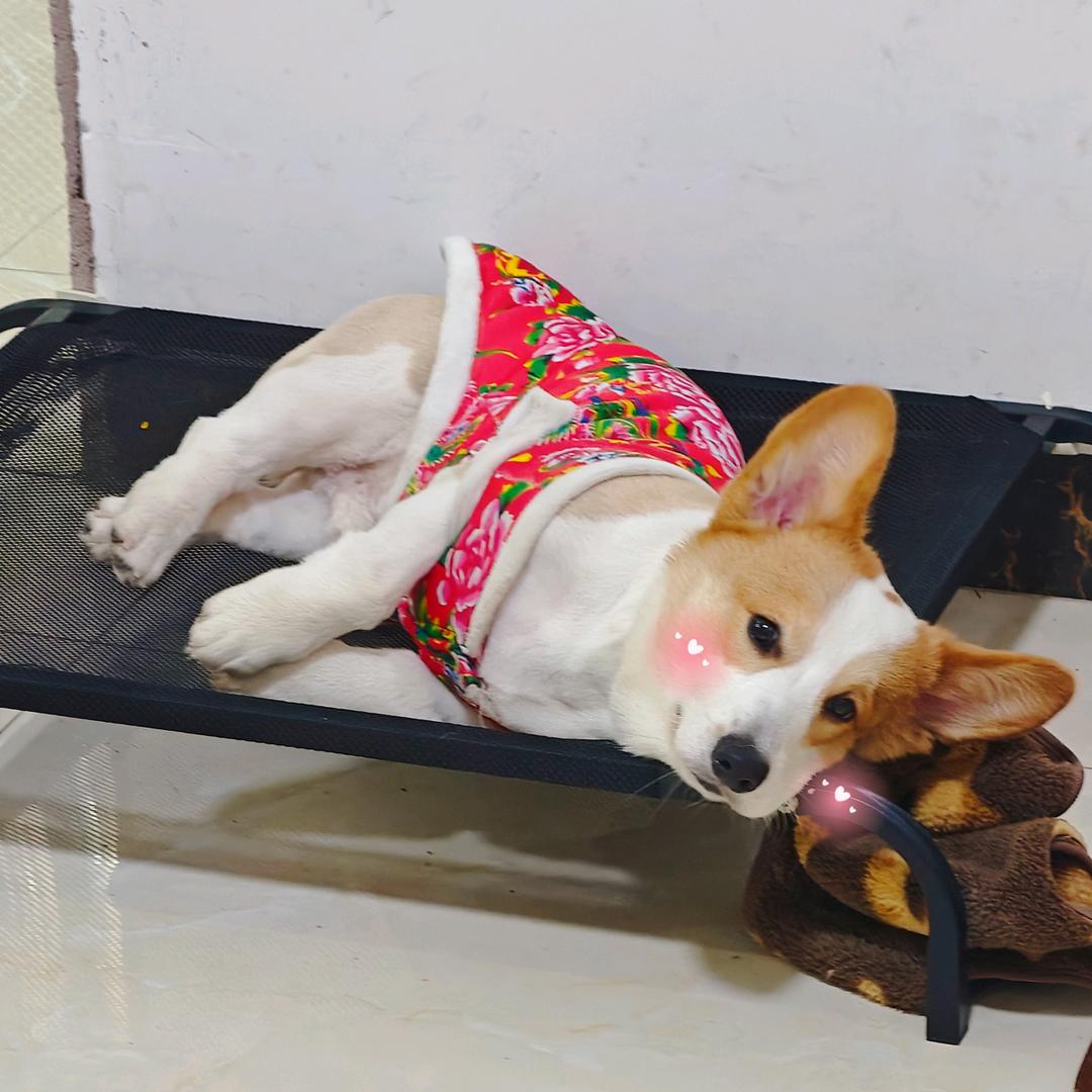 福宝是只小柯基🐶