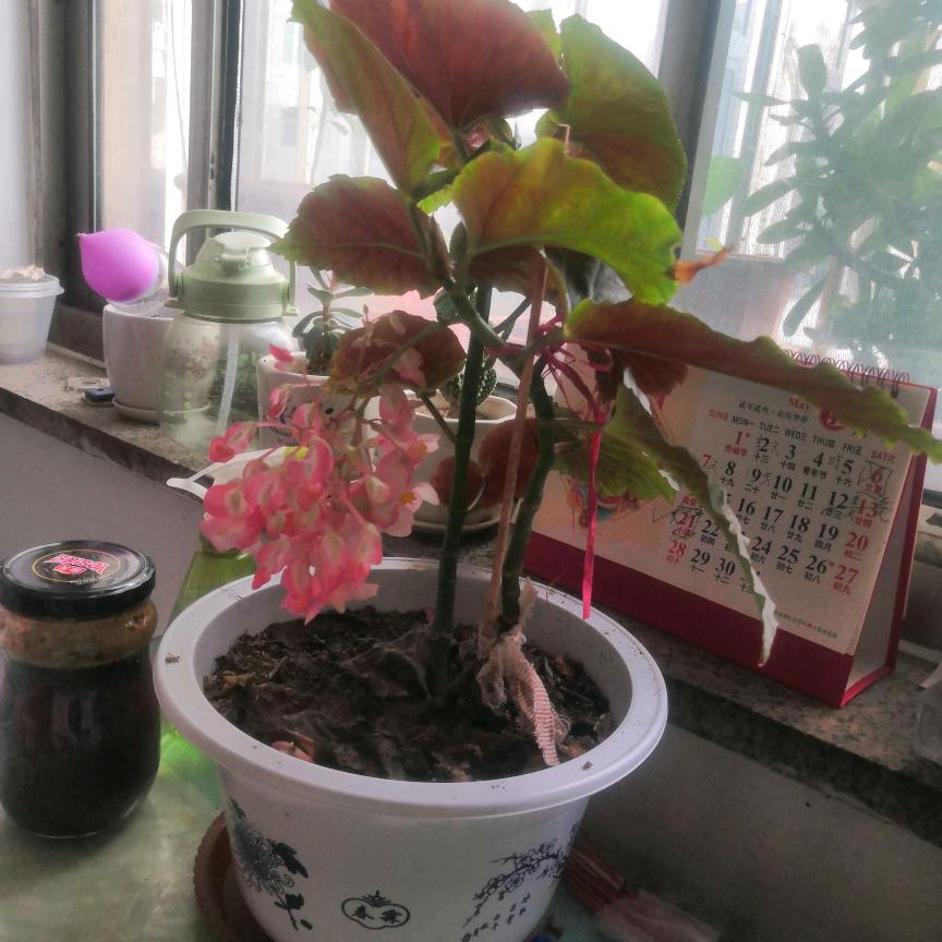 风清云淡，假吹不上税