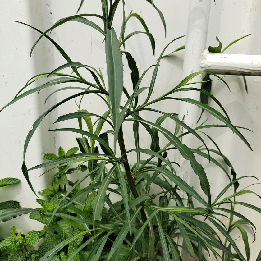 香菜泡饭🌿