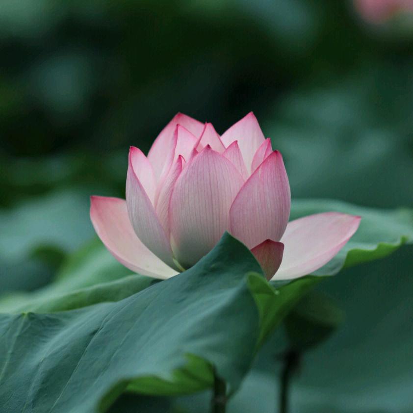 杏林唯珵