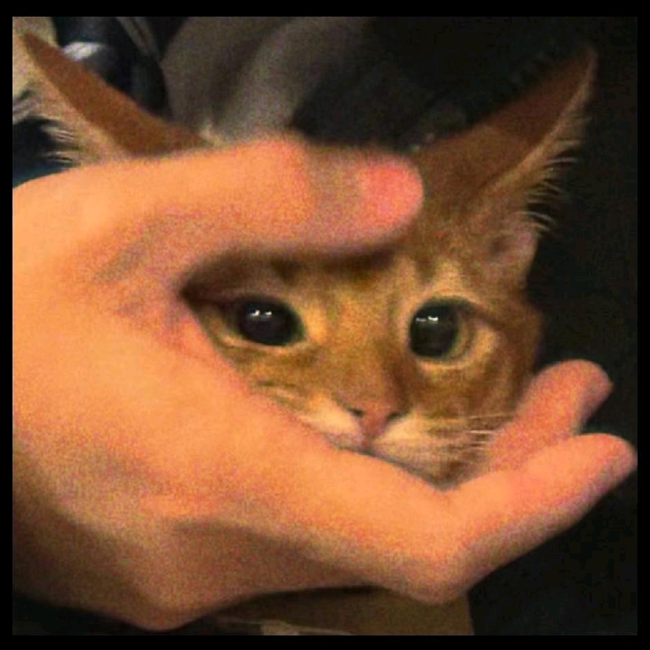 zzzq