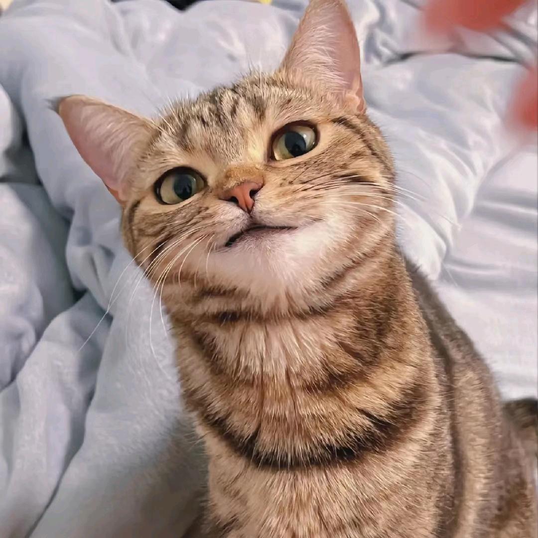 猫先生的解忧杂货铺