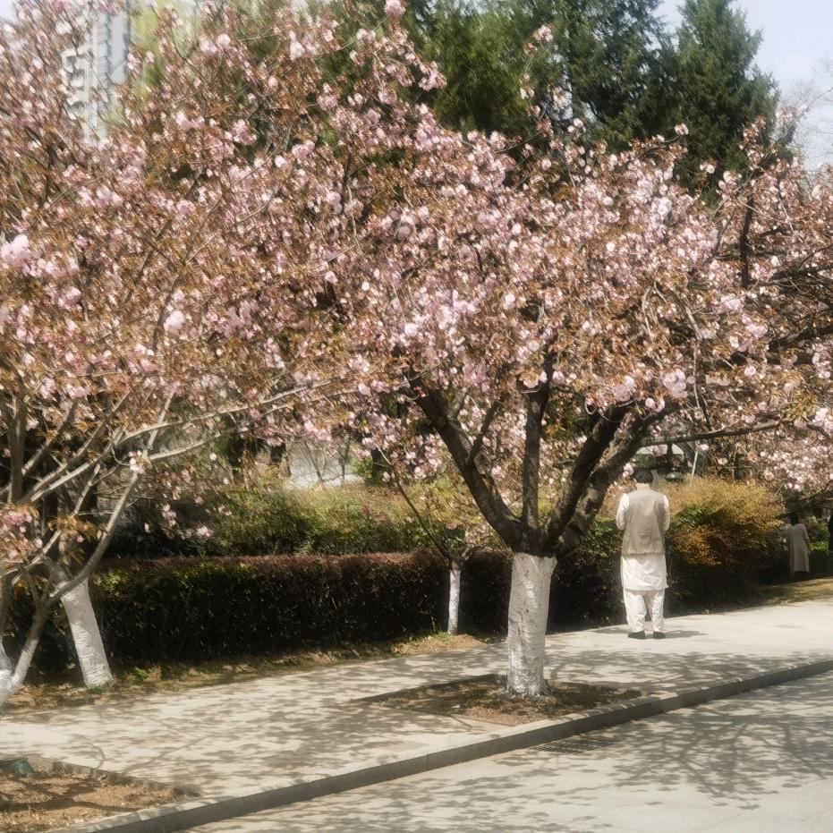 淡雅人生