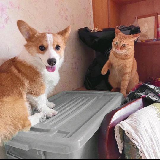 阿猫和阿狗