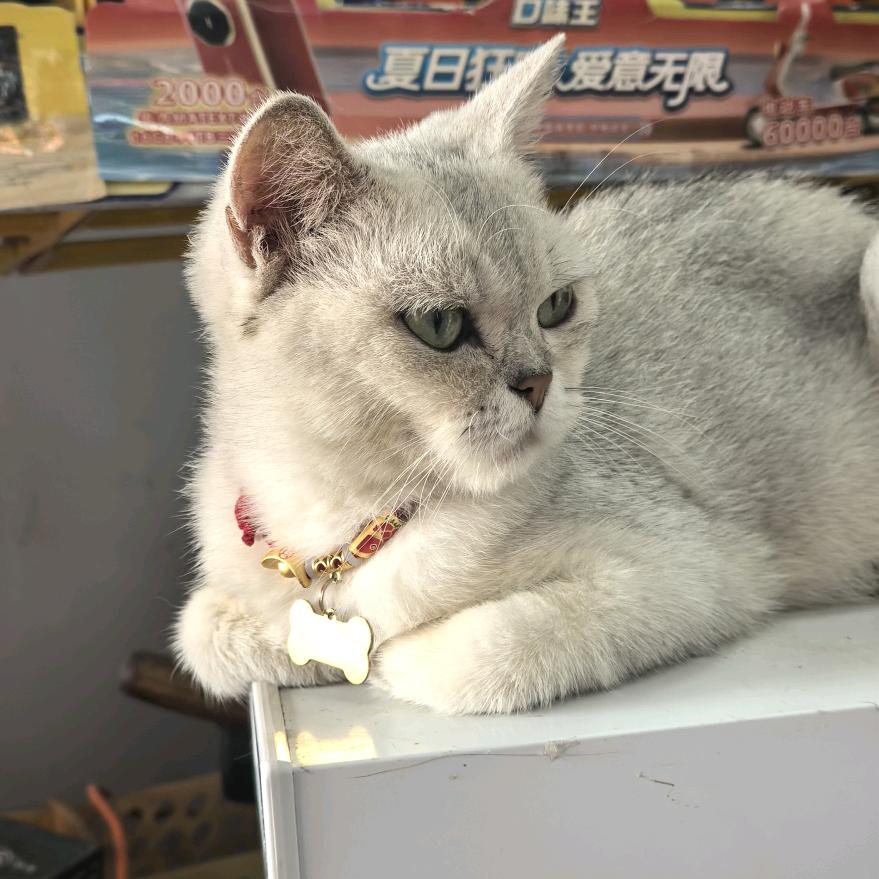 鼠鼠