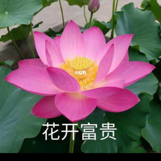 聚佛缘