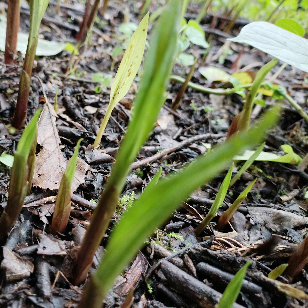 农村自律老兵销售新疆机制烤火碳