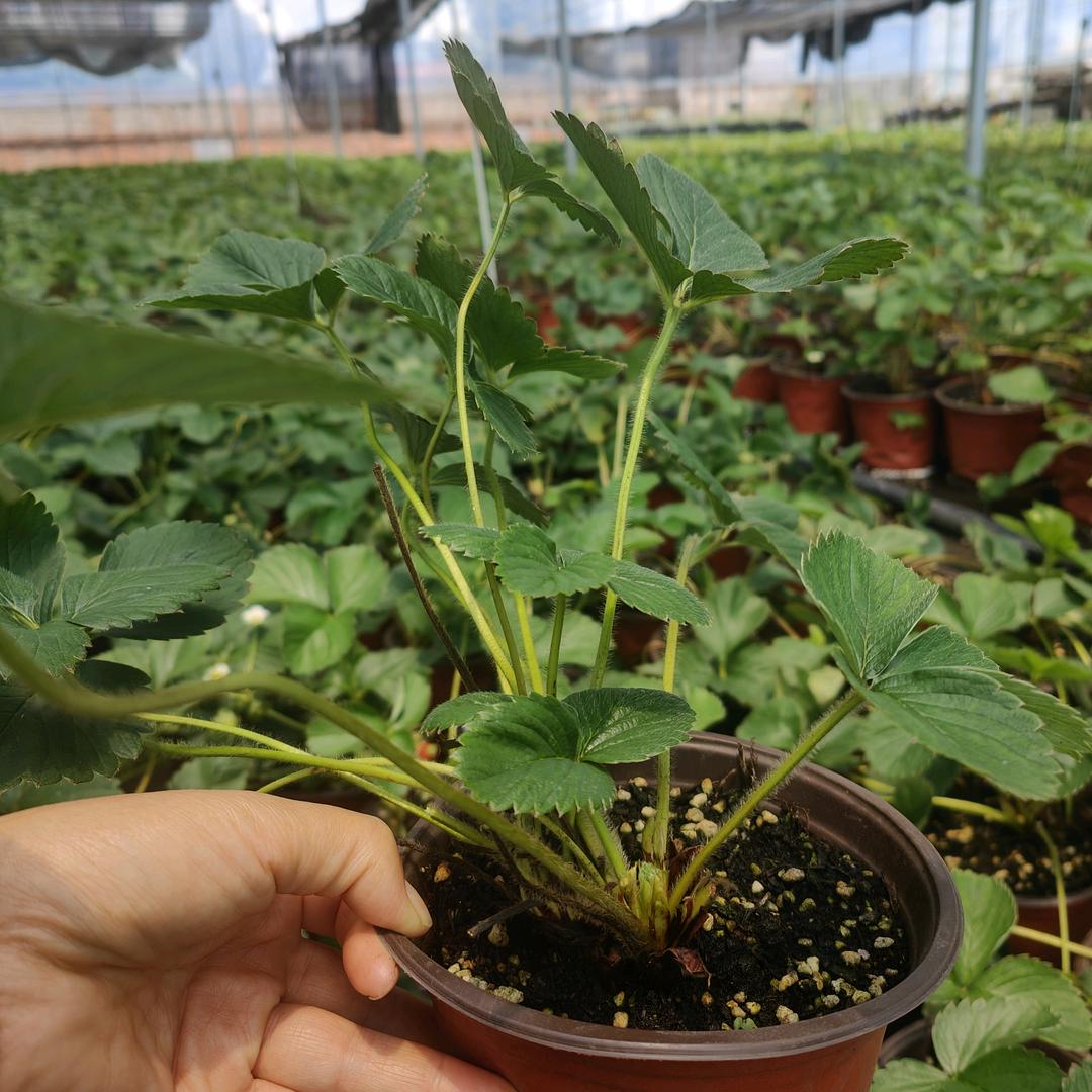 三桔晋宁种苗严选小铺