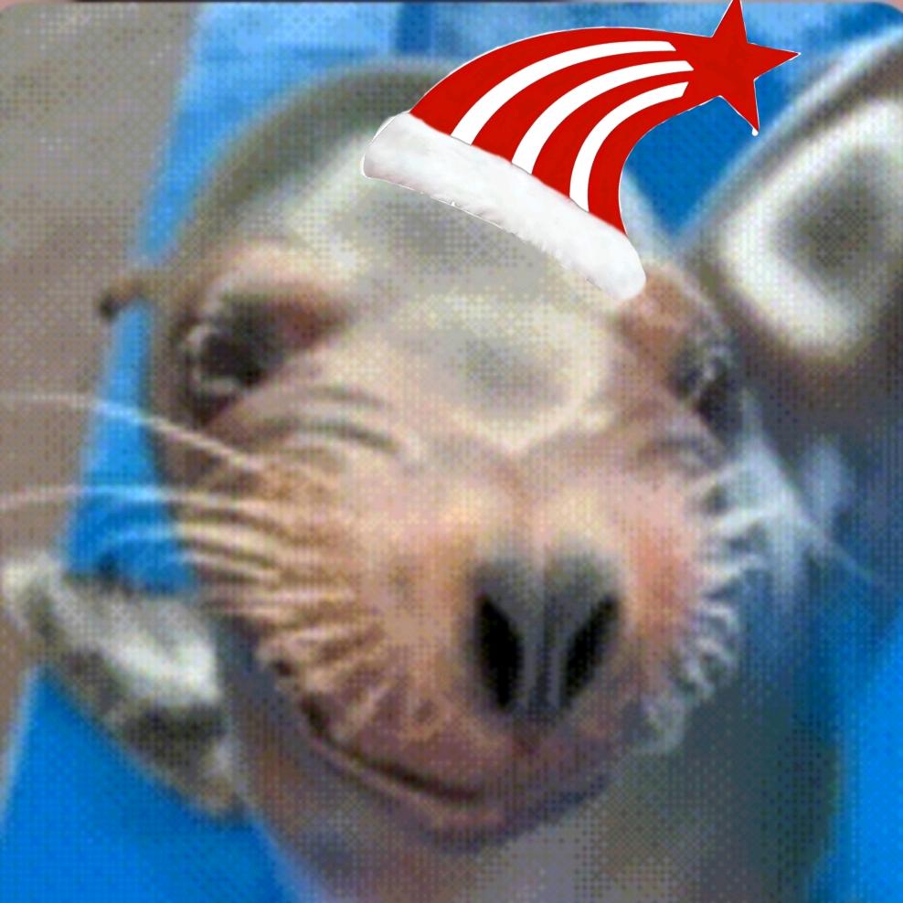 海豹🦭海豹🦭