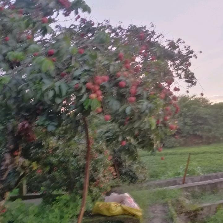 十三哥