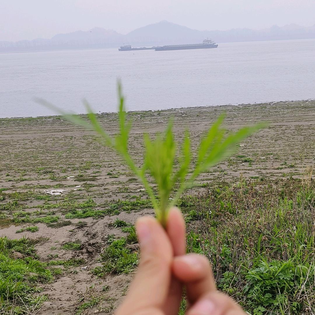 大赢家