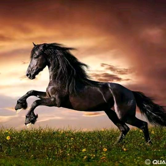 此时无声胜有声（兄弟姐妹们加油！加油！）