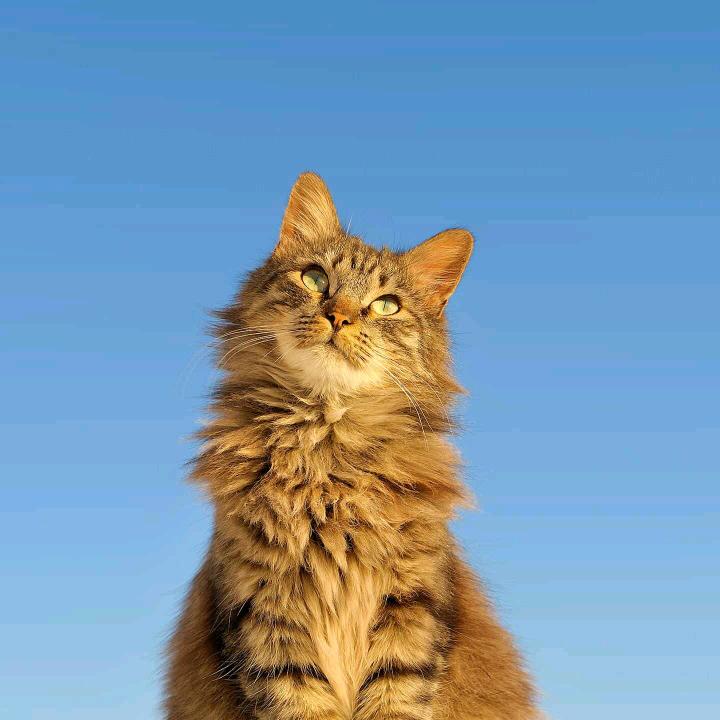 叮咚呛