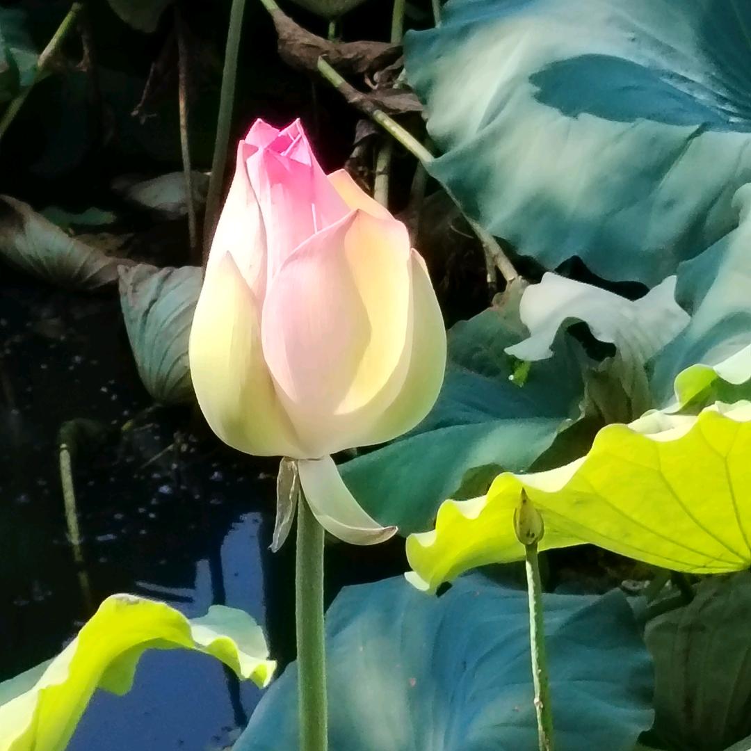 刘家四菇凉
