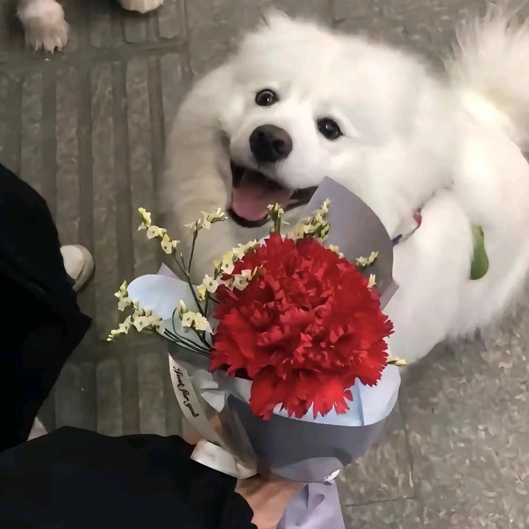 我亲手撕碎了为你准备的玫瑰