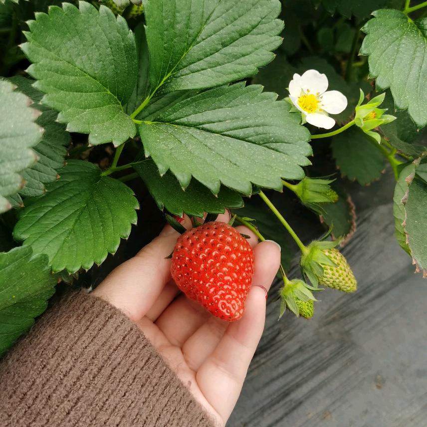 诸城Lucky家采摘园🍓