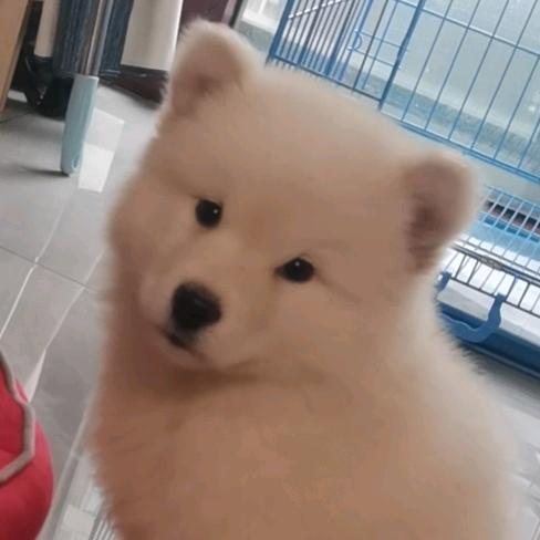 脑壳z
