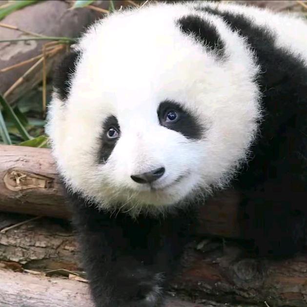 熊猫🐼