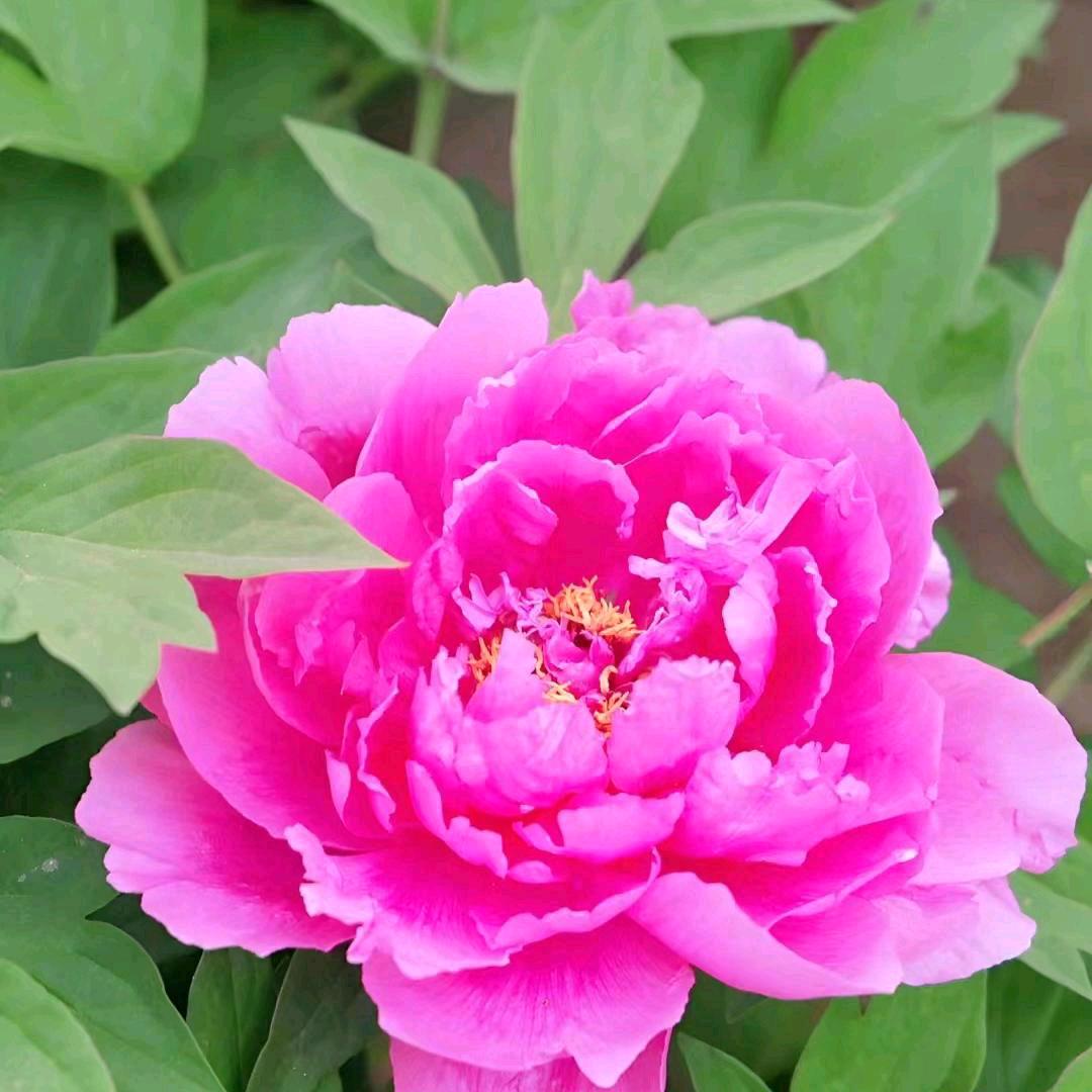 王家大小姐🌺