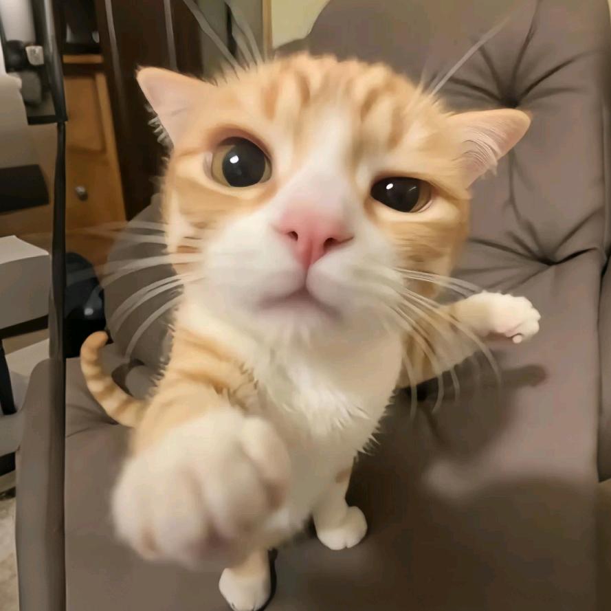 吸猫成瘾