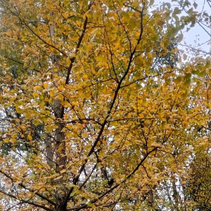 幕慕
