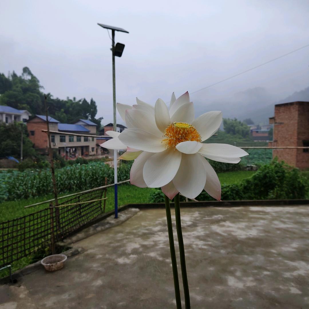 四季阳光小迷糊