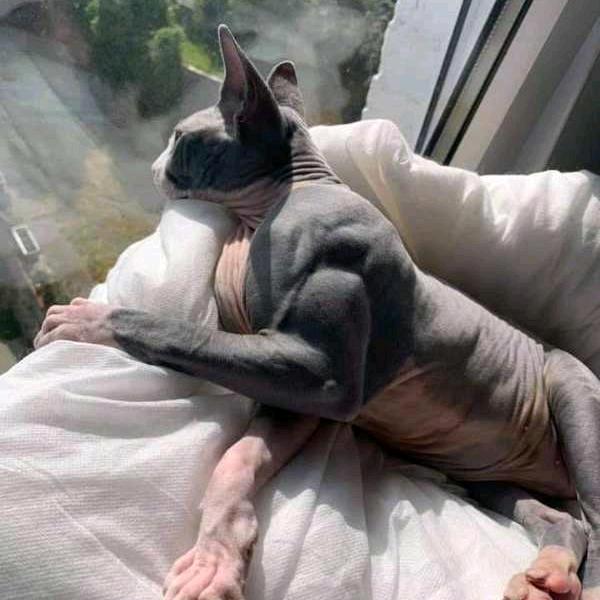 🦢 এ᭄北港ꦿ᭄࿐💛🍼🦖🐏