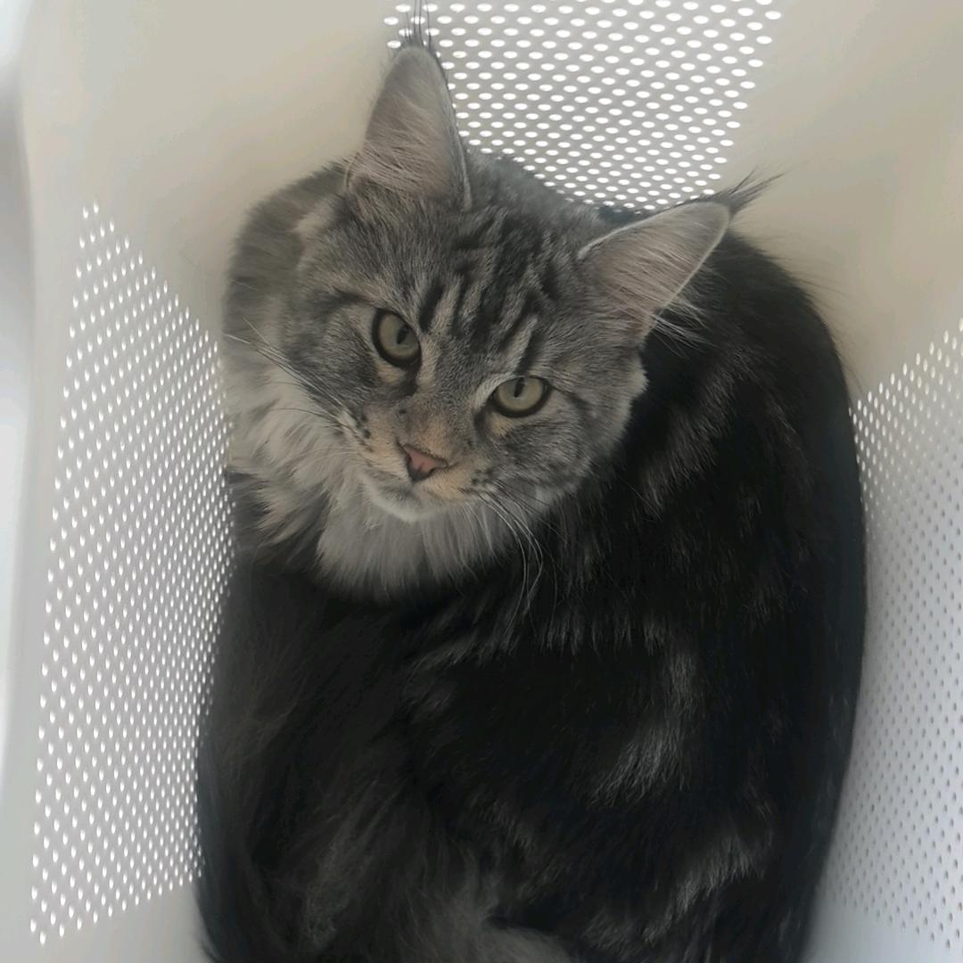 木子𝐗𝐅⁹²⁷⁷