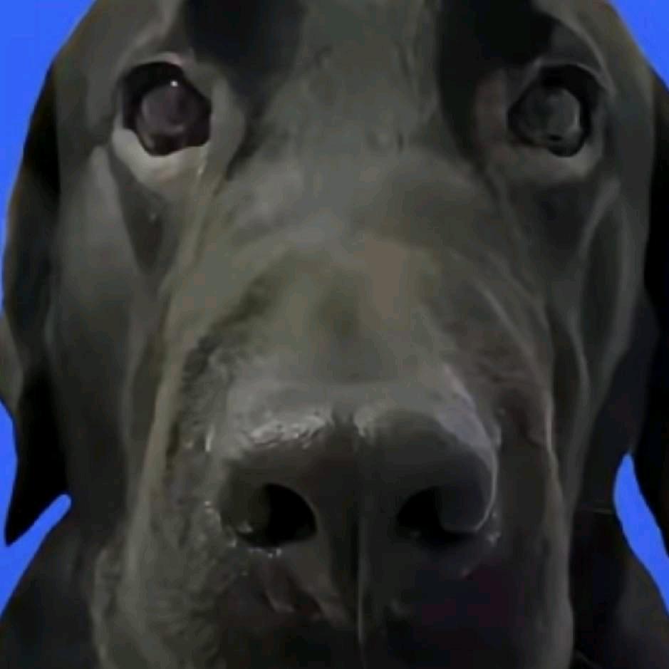 𝙎𝙃𝙊𝙒𝙂𝙊𝘿