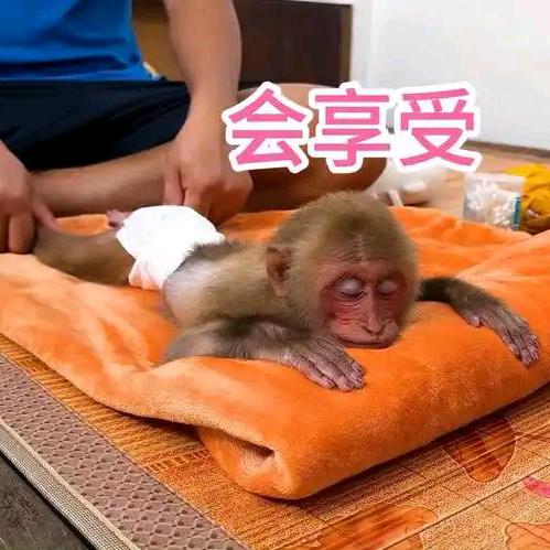 金宝
